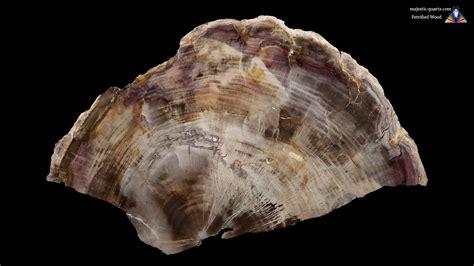 Petrified Wood Properties And Meaning Photos Crystal Information