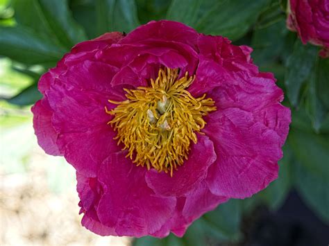 Paeonia Paula Fay Xpeony F Paeonia Paula Fay Flickr