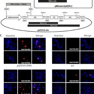 A Sfdv Ns Gene Expression In The Insect Expression Vector Pizt V His