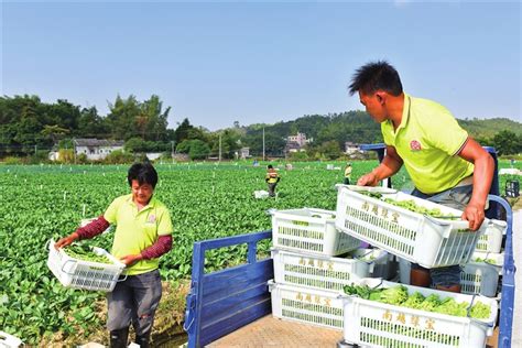 龙川县全力打造油茶、茶叶、水果、大米、蔬菜等特色扶贫产业，稳就业促群众增收致富精准产业促进精准扶贫决战脱贫攻坚交出完美“答卷” 龙川县人民政府门户网站