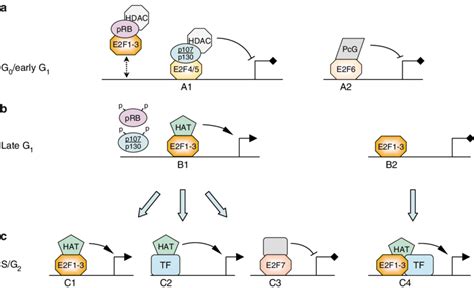 Alternative pocket protein-E2F complexes at E2F-responsive promoters ...