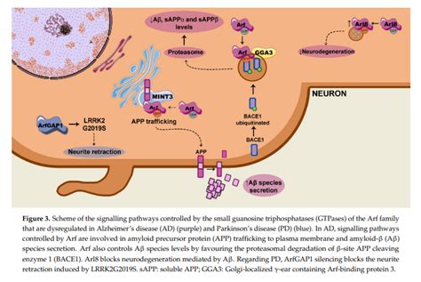 Small Gtpases Of The Rab And Arf Families Key Regulators Of