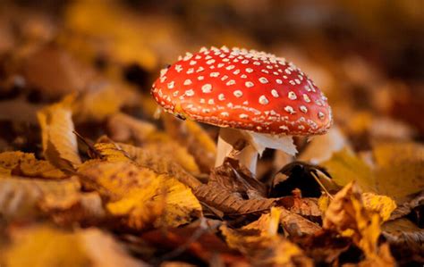 How Do You Prepare Amanita Muscaria Explained