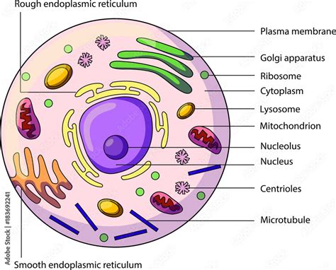 The Structure Of An Animal Cell With Labeled Parts Biology Vector