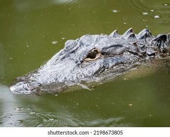 American Alligator Swimming Large Pond Stock Photo 2198673805