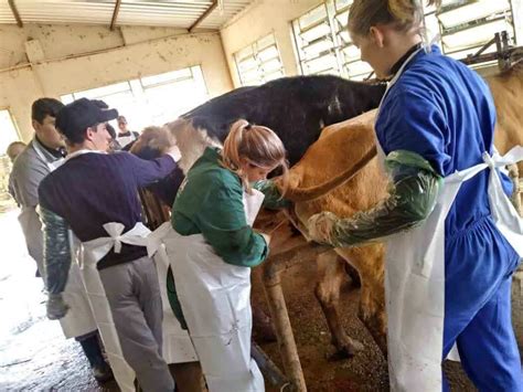 Curso de Inseminação Artificial em Animais GRÁTIS