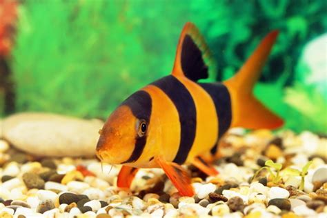 15 Best Parrot Cichlid Tank Mates - FishLab - FishLab