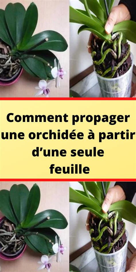 Comment Propager Une Orchid E Partir Dune Seule Feuille Rempoter