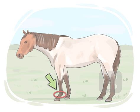 Definition And Meaning Of Fetlock Langeek