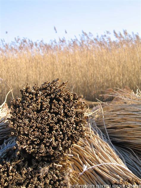 Water Reed - Thatch Advice Centre