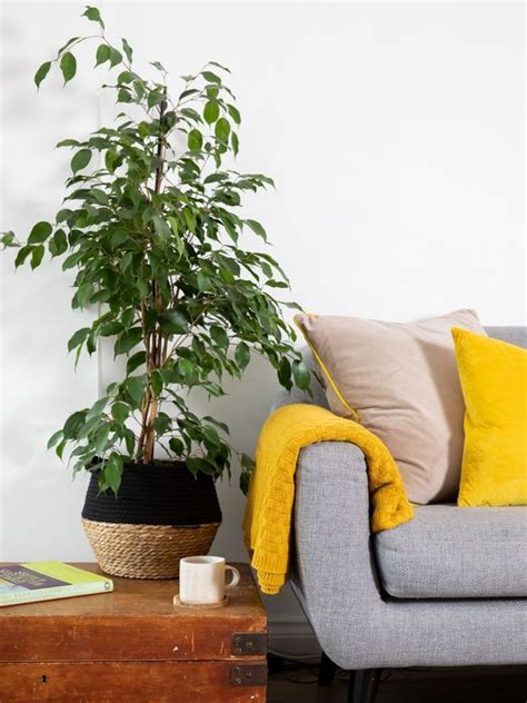 Plantas De Interior Muy Resistentes Aptas Para Negados Plantas