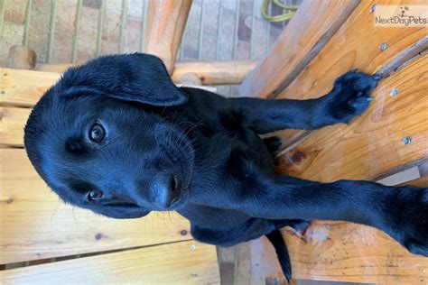 Dark Blue Labrador Retriever Puppy For Sale Near Charlotte North