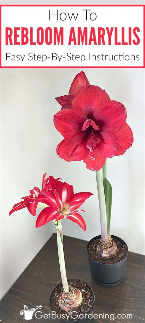 How To Rebloom Your Amaryllis Plants Amaryllis Plant Amaryllis Bulbs