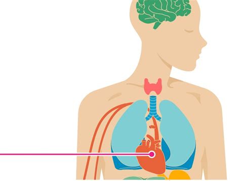 The Effects of Caffeine on Your Body