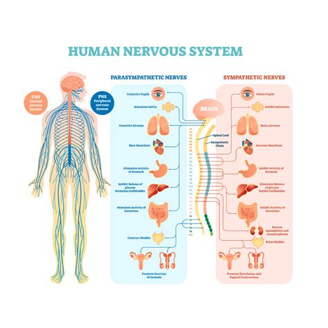 Autonomic Failure Diagnosis - Finapres