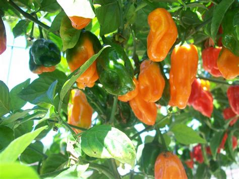 Buy Habanero Pepper Seeds Online - Rarexoticseeds