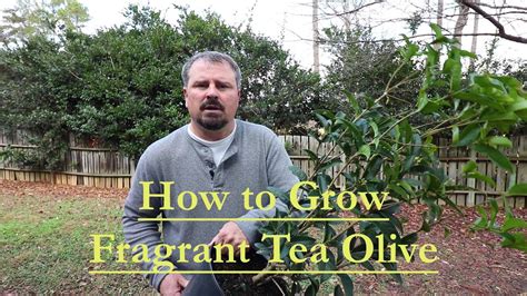 Fragrant Tea Olive Tree Root System Supplier | library.ecosystem.build