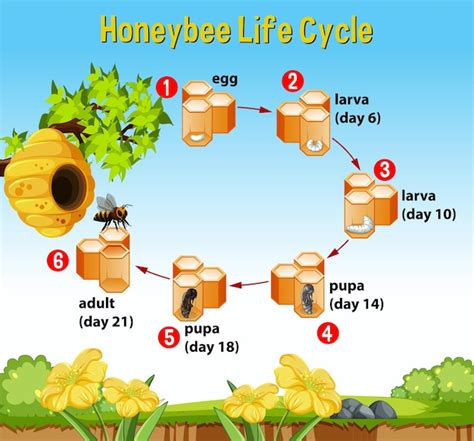 Lebenszyklusdiagramm Der Honigbiene Mit Erklärung Kostenlose Vektor