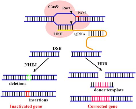 Figure From Non Viral Delivery Systems For Crispr Cas Based Genome