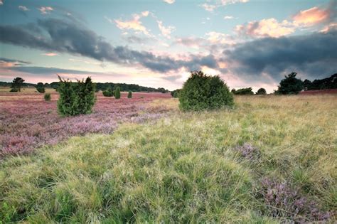 Premium Photo | Beautiful sunset over meadow with pink flowers