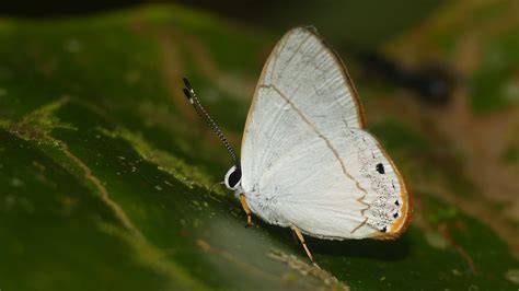 Euselasia Julia Pe San Martin Tarapoto Tunnel Ar Flickr