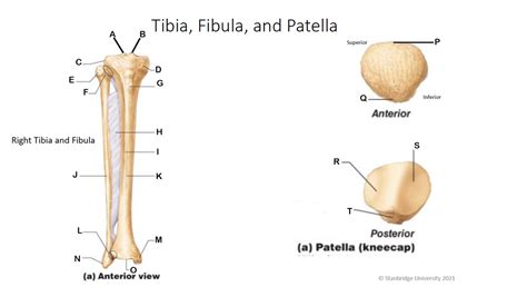 Tibia Fibula And Patella Diagram Quizlet