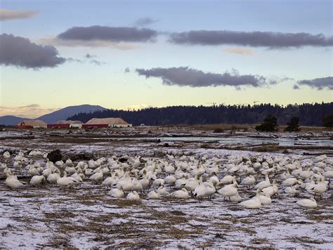 Fraser River Delta — Philip Jessup