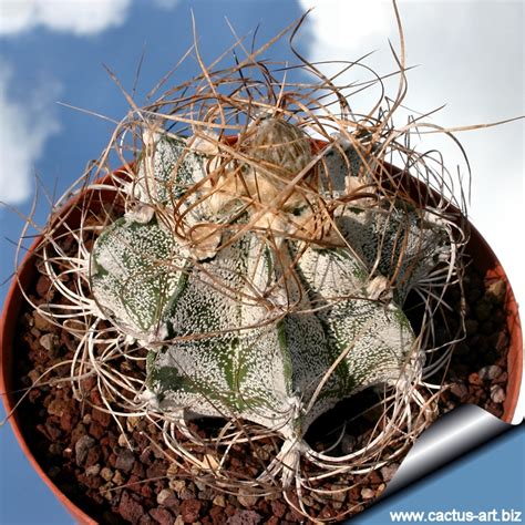 Astrophytum Capricorne Crassispinoides