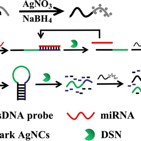 A Synthesis Of Dark Agncs B Schematic Illustration Of The Mirna