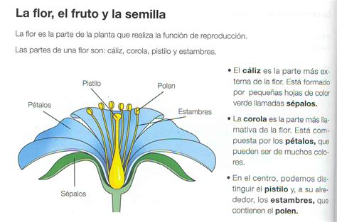 Colegio Infantil Primaria Tiscamanita Las Partes De Una Flor