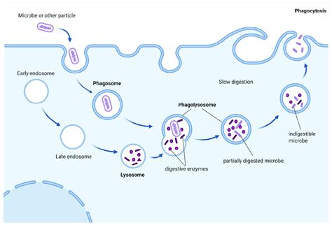 Phagocytosis