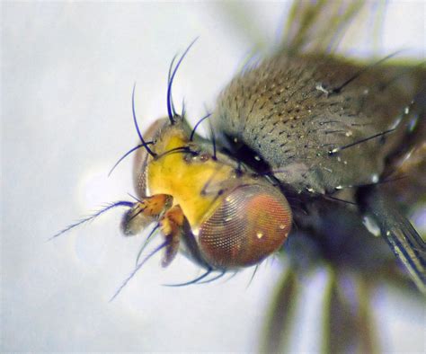 Diastata Adusta Male Head Kenfig Dunes Glamorganshire Flickr