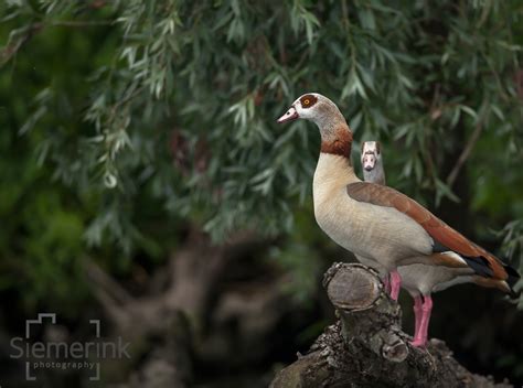 Wildlife the Netherlands – Siemerink Photography