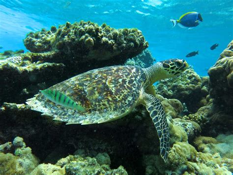 Hawksbill Sea Turtle Habitat - Hawksbill Turtle Facts And Photos ...