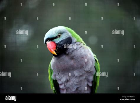 Birds in zoo. Parrot Stock Photo - Alamy