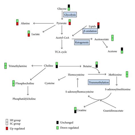 Schematic Representation Of The Most Disrupted Metabolic Pathways The