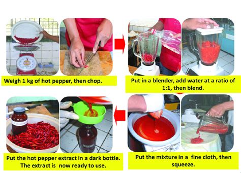 Steps In Preparing Hot Pepper Extract Download Scientific Diagram