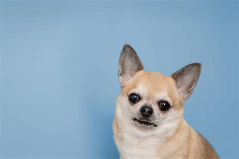 Meet The Silky Terrier Chihuahua Mix A Comprehensive Guide