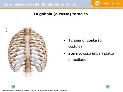 Il Sistema Scheletrico Ppt Scaricare