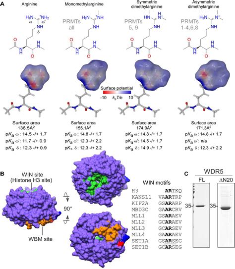 A Binary Arginine Methylation Switch On Histone H3 Arginine 2 Regulates