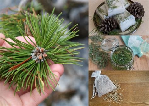 22 Impressive Pine Needle Uses Youd Never Have Thought Of