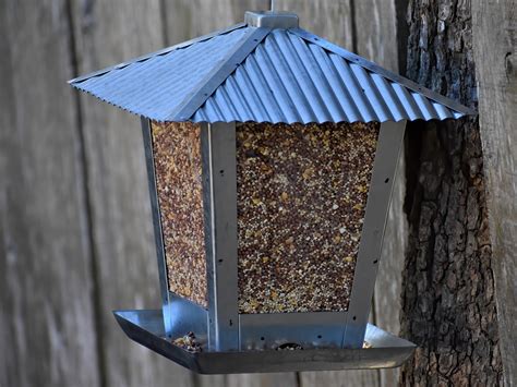 100000 Free De Bird Feeder And Bird Feeder Images Pixabay
