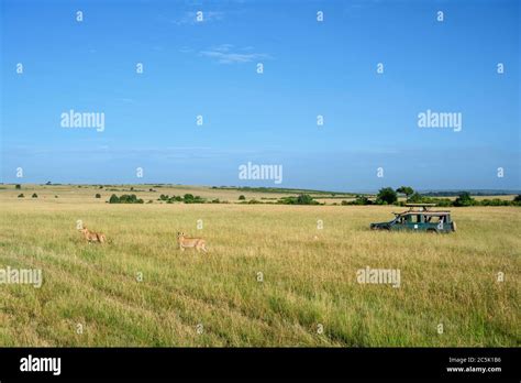 Lion Panthera Leo Lioness Walking In Front Of Tourists In A Safari