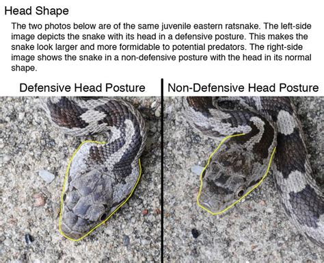 Defensive Posture Of Juvenile Eastern Ratsnake Snake Year Of The