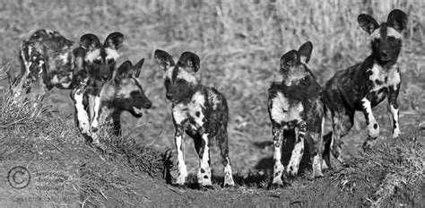 wild dog puppies - Africa Geographic