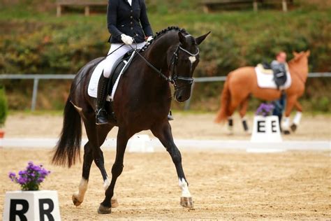 How to Ride Dressage Movements ⋆ How To Dressage