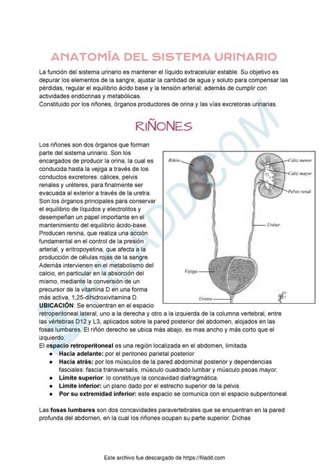 Anatomia Del Aparato Urinario AnatomÍa Del Sistema Urinario La