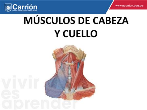 Musculos De La Cabeza Y Cuello