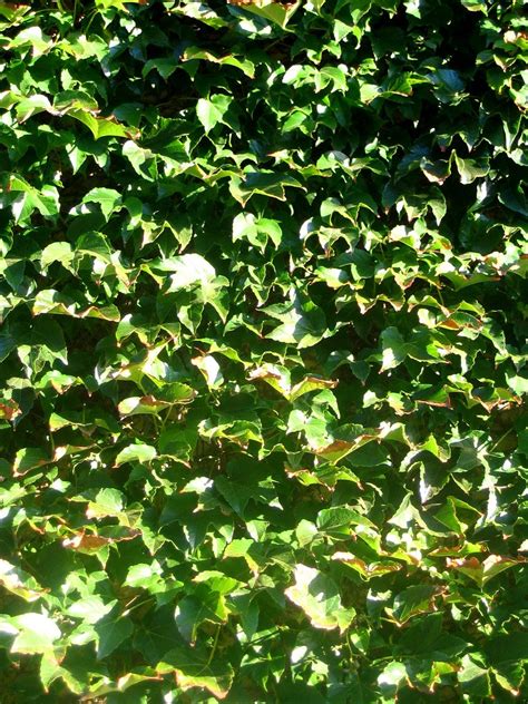 ivy wall  photo  freeimages
