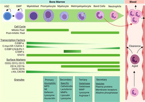 Frontiers Regulation Of Emergency Granulopoiesis During Infection